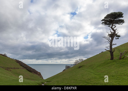 Steilen V-förmige Flusstal mit dem Meer und einer Wind geschlagene Tanne, Devon, England. Stockfoto