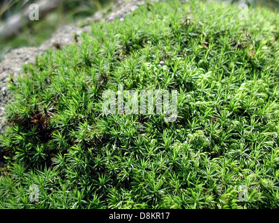 Ein Nahbild von Moos zeigt seine komplizierte Textur und leuchtende grüne Farbe. Das hochauflösende Foto erfasst die feinen Details des Mooses, das oft in feuchten, schattigen Umgebungen zu finden ist. Stockfoto