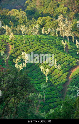 Die schöne Tee-Plantagen von Munnar, ein Hügel-Station in Kerala, Indien Stockfoto