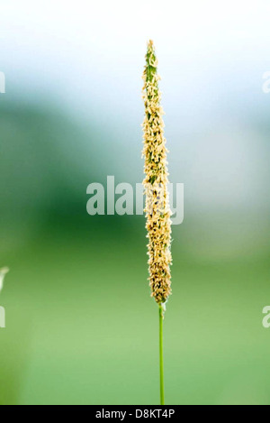 Eine Nahaufnahme von gelbem hohem Gras, die die feinen Strukturen und die feine Struktur der einzelnen Grashalme unterstreicht. Das Bild betont die natürliche Schönheit und die Details von Gras auf Makroebene und zeigt seine leuchtende gelbe Farbe und die komplizierten Muster. Stockfoto