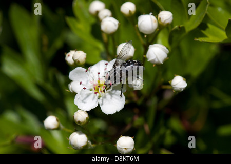 Gemeinsamen Fleisch fliegen ernähren sich von Blumen Hagedorn Stockfoto