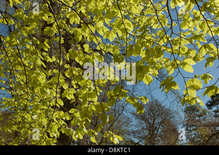 Buche Fagus Sylvatica neue Blätter im Frühjahr Stockfoto