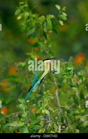 Blau-tailed Bienenfresser Merops phillipinus Stockfoto