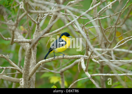 Gemeinsamen Iora Aegithina Tiphia männlich in Yala Sri Lanka Stockfoto