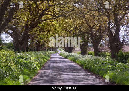 Eichen säumen Feldweg in der Nähe von Walsingham Norfolk Stockfoto