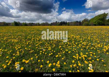 Löwenzahn Taxaxacum Officinale im Frühjahr Grünland Stockfoto