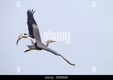 Heron Ardea cinerea gejagt von Avocet Stockfoto