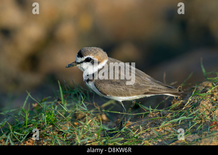 Kentish Plover Chadadrius alexandrinus füttert im Süßwassersee Stockfoto