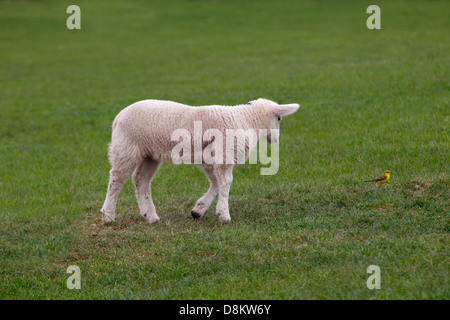 Frühlingslamm Schafstelze in Rasen Wiese beobachten Stockfoto