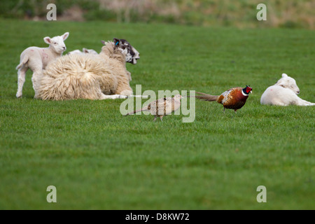 Fasan paar und Frühjahr Lämmer spielen in Wiese Stockfoto