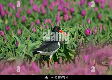 Austernfischer Haematopus Ostralegus Fütterung im Tulip Feld West Norfolk Stockfoto