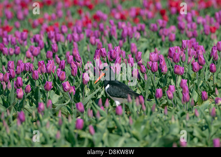 Austernfischer Haematopus Ostralegus Fütterung im Tulip Feld West Norfolk Stockfoto
