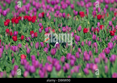 Austernfischer Haematopus Ostralegus Fütterung im Tulip Feld West Norfolk Stockfoto
