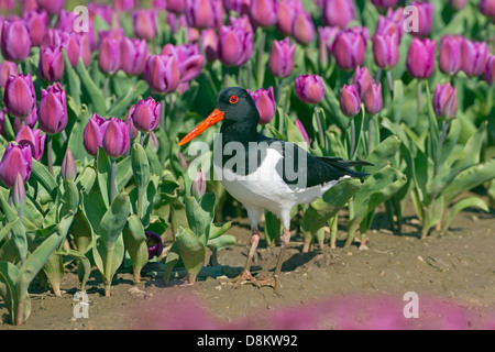 Austernfischer Haematopus Ostralegus Fütterung im Tulpenfeld Stockfoto