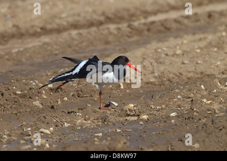 Austernfischer Haematopus Ostralegus Fütterung im Feld Stockfoto