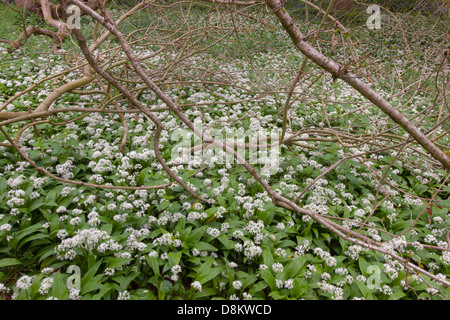 Bärlauch Allium Ursinum wächst unter den Glockenblumen in Norfolk Wald Stockfoto