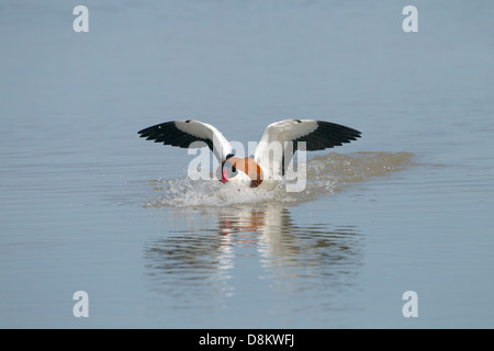 Brandgans Tadorna Tadorna Landung auf Wasser Stockfoto