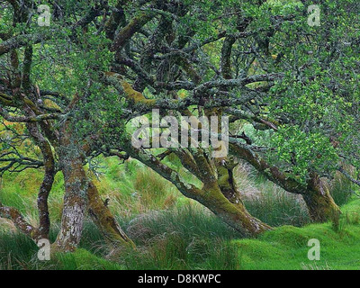 Ein alter Baum steht am Glengesh Pass in Irland, umgeben von den malerischen Hügeln und der natürlichen Schönheit der Region. Die knorrigen Äste des Baumes stehen im Kontrast zur üppig grünen Landschaft. Stockfoto