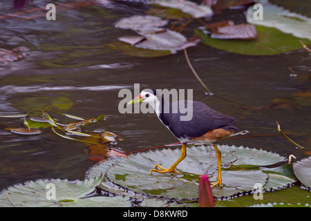 Weißer-breasted Waterhen Amauronis Phoenicurus Yala-Nationalpark Sri Lanka Stockfoto