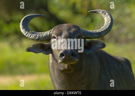 wilden Wasserbüffels Bubalus arnee Stockfoto