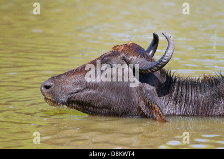 Wilde asiatische Wasserbüffel Bubalas Amee schwelgen in Suhle Stockfoto