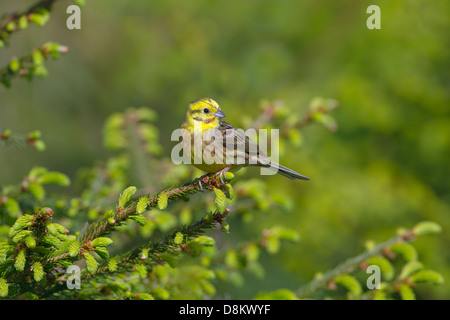 Die Goldammer wären Emberiza citrinella thront auf nadelbaum Winter Stockfoto