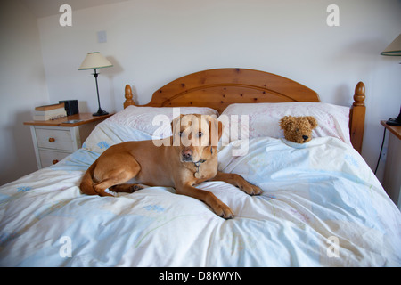 Gelber Labrador unter Ausnutzung der Besitzer Bett für einen Schlaf Stockfoto