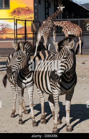 Zwei Zebras und zwei Giraffen im Zoo. Stockfoto