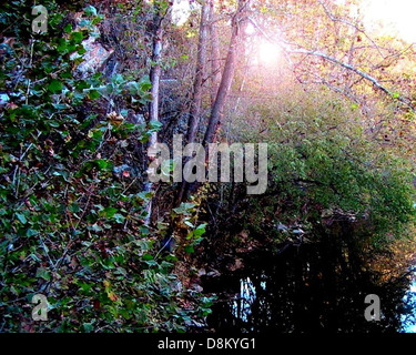Sonnenlicht zieht durch die Bäume entlang des Copper Creek und schafft eine ruhige und friedliche Atmosphäre. Das Licht erzeugt ein sanftes Leuchten, das die natürliche Schönheit der Waldumgebung unterstreicht. Stockfoto