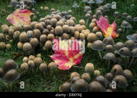 Pilz Cluster mit hellen Blätter im Herbst in der Nähe von Asheville, North Carolina. (USA) Stockfoto