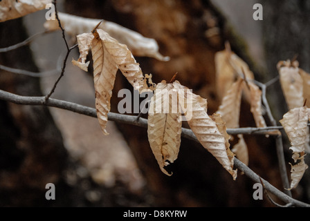 Tot Blätter hängen leblos aus einem Ast im Winter. Stockfoto