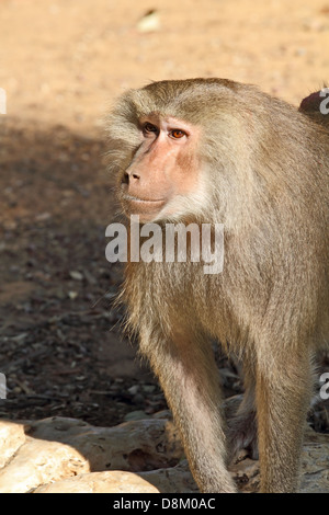 Zoo Safari in Israel Stockfoto
