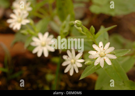 Eine Nahaufnahme von einem weißen Sterne Vogelmiere Blume Stellaria Pubera in voller Blüte. Stockfoto