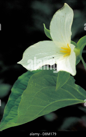 Der einzige weiße Blüte weiß Trillium Blume Trillium Grandiflorum hautnah. Stockfoto