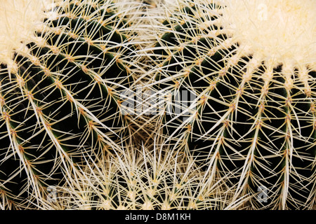 Kaktus "Echinocactus Grusoni" auf dem Display auf der Chelsea Flower Show. Stockfoto