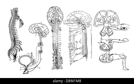 Zentrales Nervensystem Stockfoto