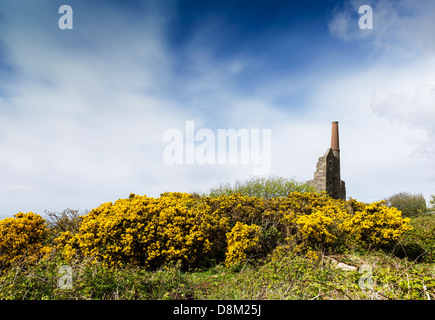 Ginster wächst um die Überreste der Cornish Maschinenhaus. Stockfoto