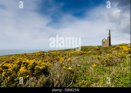 Ginster wächst um die Überreste der kornischen Maschinenhaus. Stockfoto