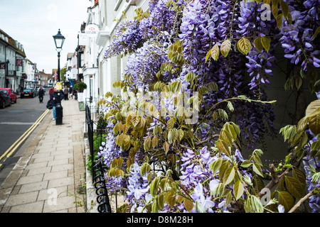 Wisteria wachsen in Roggen High Street. Stockfoto