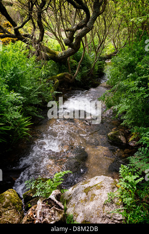 Einem schnell fließenden Bach Kinderbett Tal in Cornwall. Stockfoto