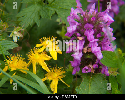 Millepertuis Stockfoto