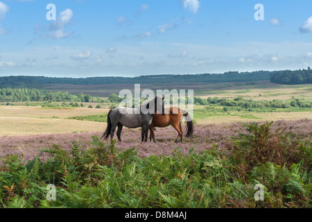 Ansicht von Wildpferden auf Heide in der New Forest Nationalpark Hampshire-England Stockfoto