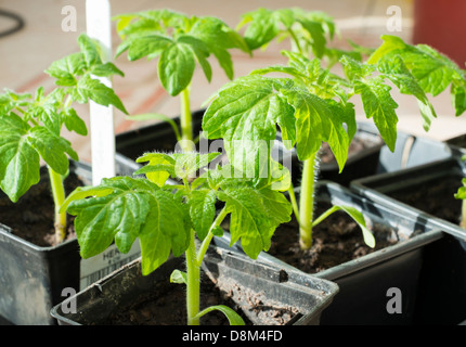 Baby-Tomate-Pflanzen in Töpfen Stockfoto