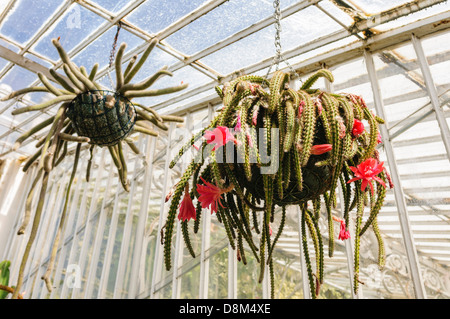 Kakteen hängen im Inneren das Palmenhaus im Botanischen Garten, Belfast Stockfoto