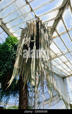 Kakteen hängen im Inneren das Palmenhaus im Botanischen Garten, Belfast Stockfoto