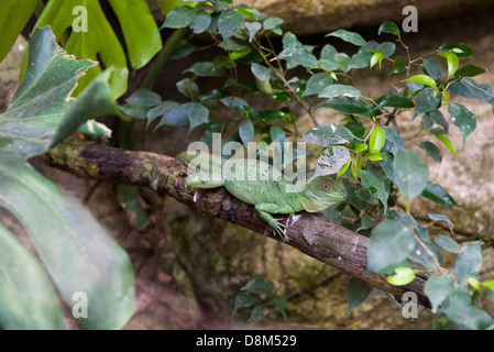 Grüne Basilisken (Plumifrons Basiliskos) Stockfoto