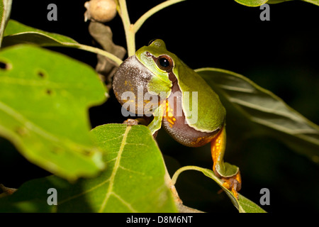 Männliche Pine Barrens Laubfrosch, mit erweiterten Kehlsack aufrufen, zeigt Lavendel Seiten - Hyla andersonii Stockfoto