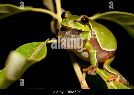 Männliche Pine Barrens Laubfrosch - Hyla Andersonii aufrufen Stockfoto