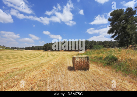 Ein Feld auf Holz Schneide. Stockfoto