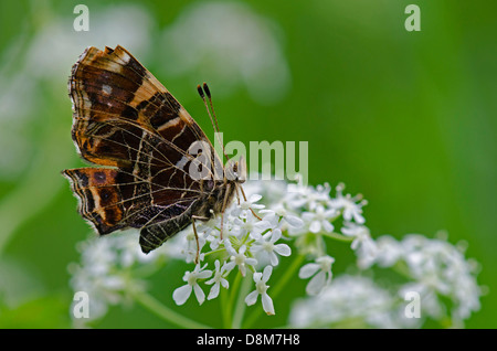 Schmetterling (Araschnia Levana) weibliche mit geschlossenen Flügeln auf Blüte Karte Stockfoto